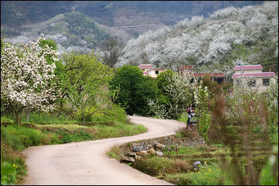 【春天，广西桂林灌阳县向您发出邀请！】我们在灌阳看梨花 - 游山玩水 - 金华生活社区 - 金华28生活网 jh.28life.com