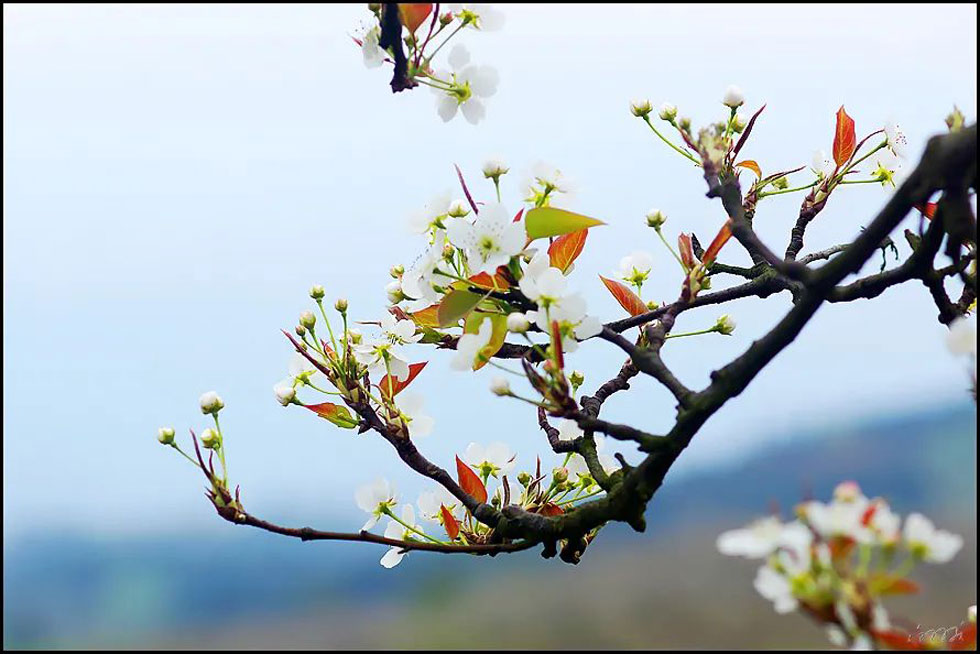 【春天，广西桂林灌阳县向您发出邀请！】我们在灌阳看梨花 - 游山玩水 - 金华生活社区 - 金华28生活网 jh.28life.com