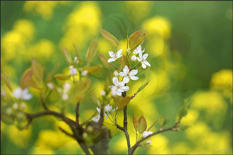 【春天，广西桂林灌阳县向您发出邀请！】我们在灌阳看梨花 - 游山玩水 - 金华生活社区 - 金华28生活网 jh.28life.com