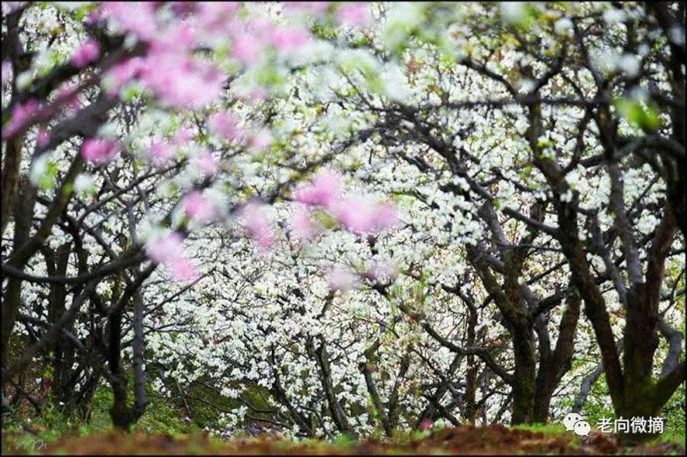【春天，广西桂林灌阳县向您发出邀请！】我们在灌阳看梨花 - 游山玩水 - 金华生活社区 - 金华28生活网 jh.28life.com
