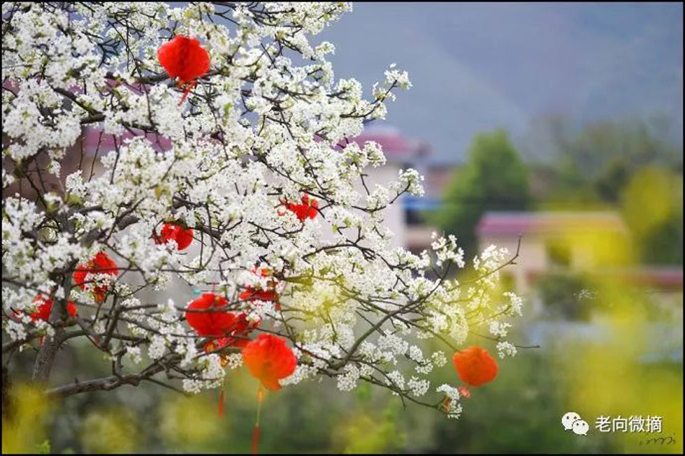 【春天，广西桂林灌阳县向您发出邀请！】我们在灌阳看梨花 - 游山玩水 - 金华生活社区 - 金华28生活网 jh.28life.com