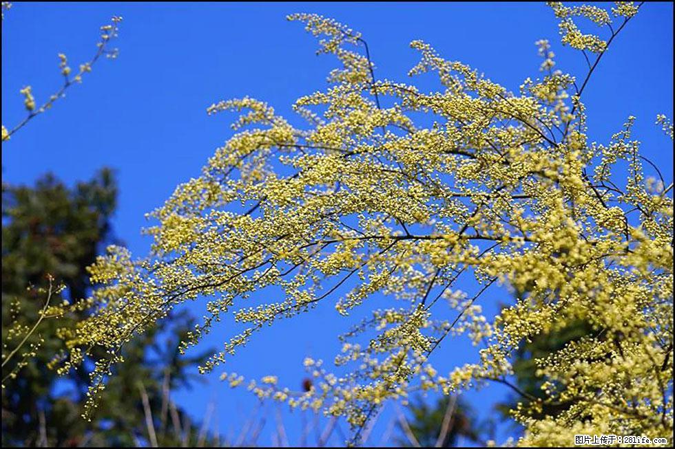 【春天，广西桂林灌阳县向您发出邀请！】米珠山前有片山苍子花在飘香 - 游山玩水 - 金华生活社区 - 金华28生活网 jh.28life.com