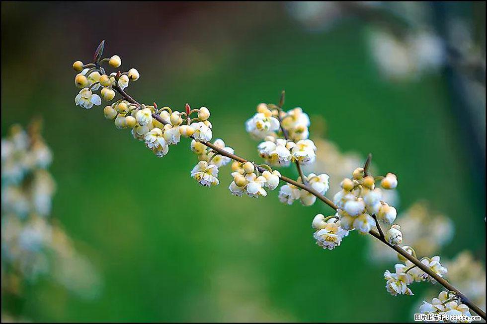 【春天，广西桂林灌阳县向您发出邀请！】米珠山前有片山苍子花在飘香 - 游山玩水 - 金华生活社区 - 金华28生活网 jh.28life.com