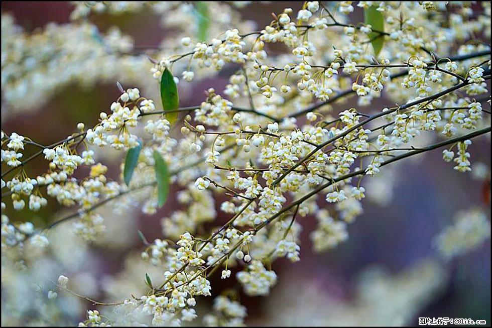 【春天，广西桂林灌阳县向您发出邀请！】米珠山前有片山苍子花在飘香 - 游山玩水 - 金华生活社区 - 金华28生活网 jh.28life.com