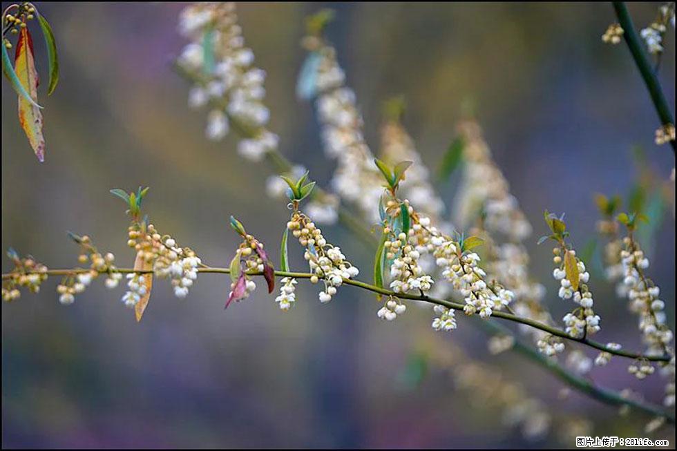 【春天，广西桂林灌阳县向您发出邀请！】米珠山前有片山苍子花在飘香 - 游山玩水 - 金华生活社区 - 金华28生活网 jh.28life.com