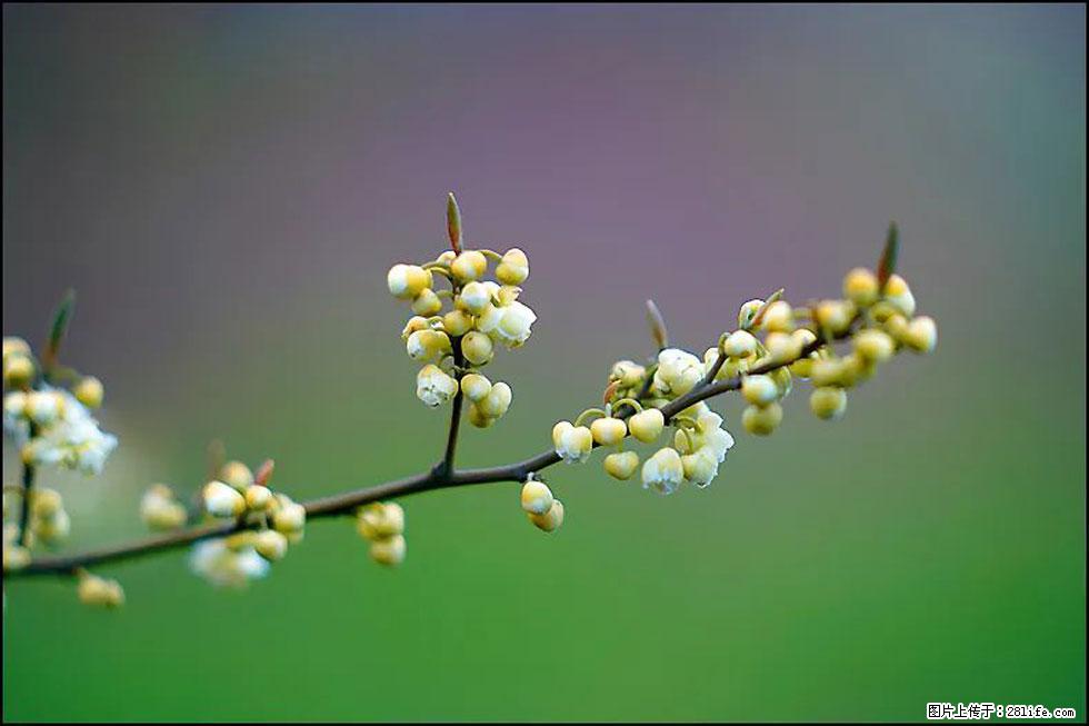 【春天，广西桂林灌阳县向您发出邀请！】米珠山前有片山苍子花在飘香 - 游山玩水 - 金华生活社区 - 金华28生活网 jh.28life.com