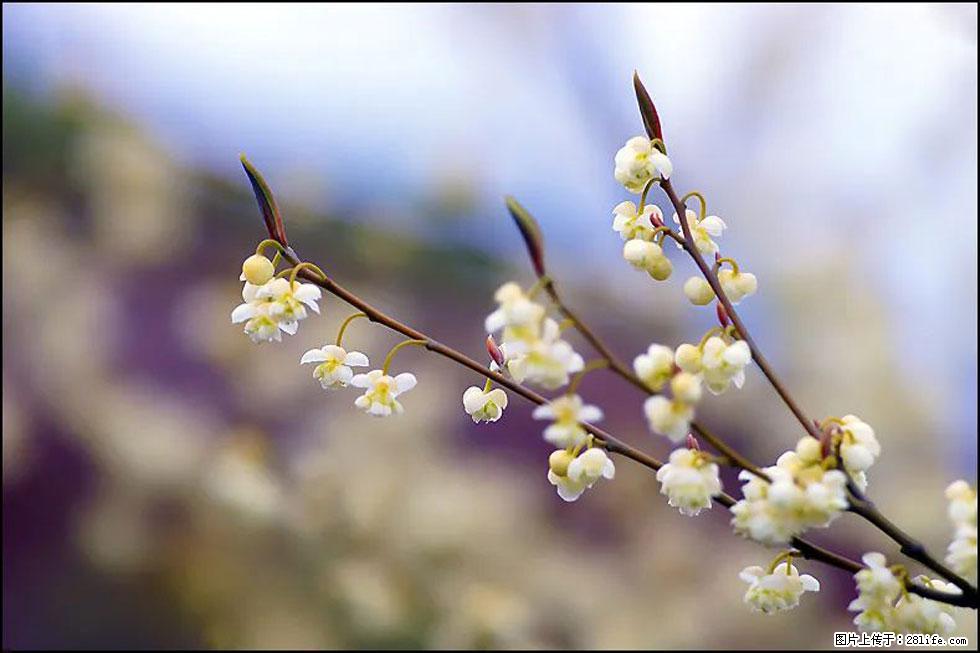 【春天，广西桂林灌阳县向您发出邀请！】米珠山前有片山苍子花在飘香 - 游山玩水 - 金华生活社区 - 金华28生活网 jh.28life.com