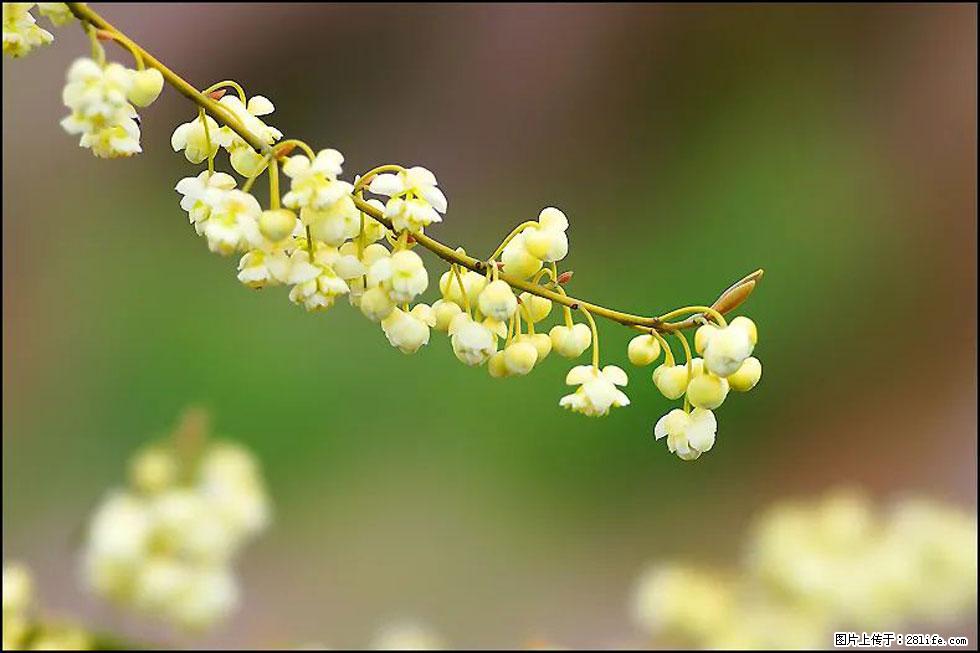 【春天，广西桂林灌阳县向您发出邀请！】米珠山前有片山苍子花在飘香 - 游山玩水 - 金华生活社区 - 金华28生活网 jh.28life.com