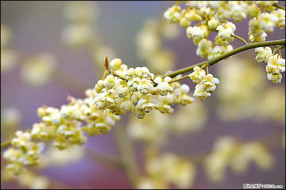 【春天，广西桂林灌阳县向您发出邀请！】米珠山前有片山苍子花在飘香 - 游山玩水 - 金华生活社区 - 金华28生活网 jh.28life.com