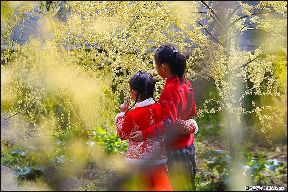 【春天，广西桂林灌阳县向您发出邀请！】米珠山前有片山苍子花在飘香 - 游山玩水 - 金华生活社区 - 金华28生活网 jh.28life.com