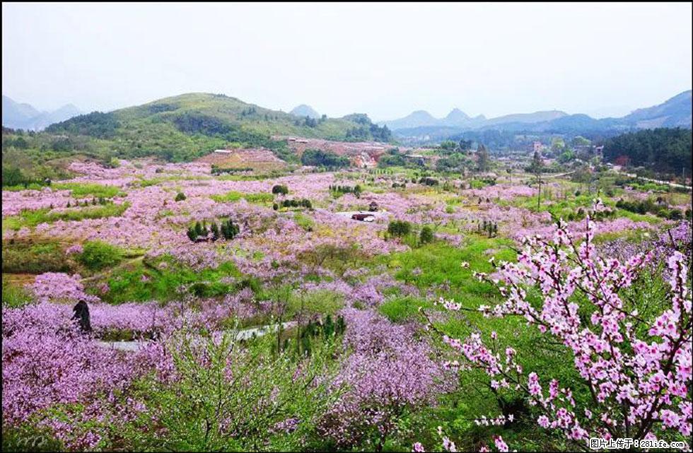 【春天，广西桂林灌阳县向您发出邀请！】官庄村有个醉美的桃花园 - 游山玩水 - 金华生活社区 - 金华28生活网 jh.28life.com