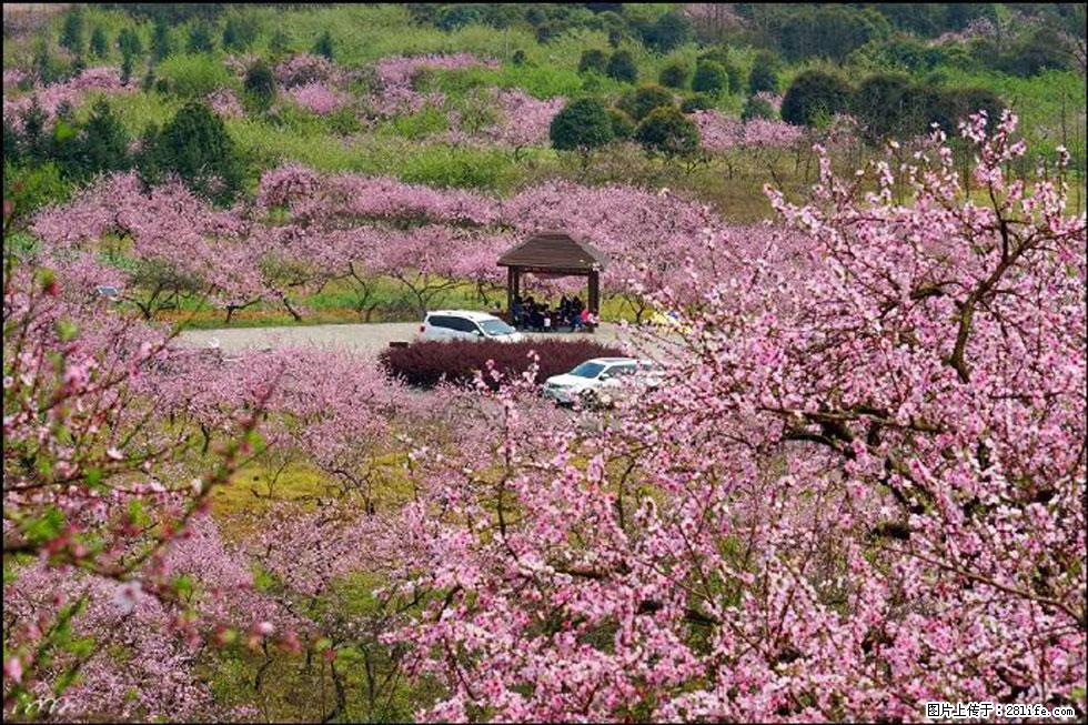【春天，广西桂林灌阳县向您发出邀请！】官庄村有个醉美的桃花园 - 游山玩水 - 金华生活社区 - 金华28生活网 jh.28life.com