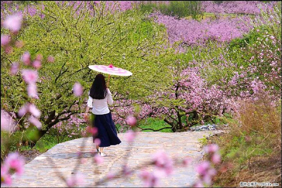 【春天，广西桂林灌阳县向您发出邀请！】官庄村有个醉美的桃花园 - 游山玩水 - 金华生活社区 - 金华28生活网 jh.28life.com