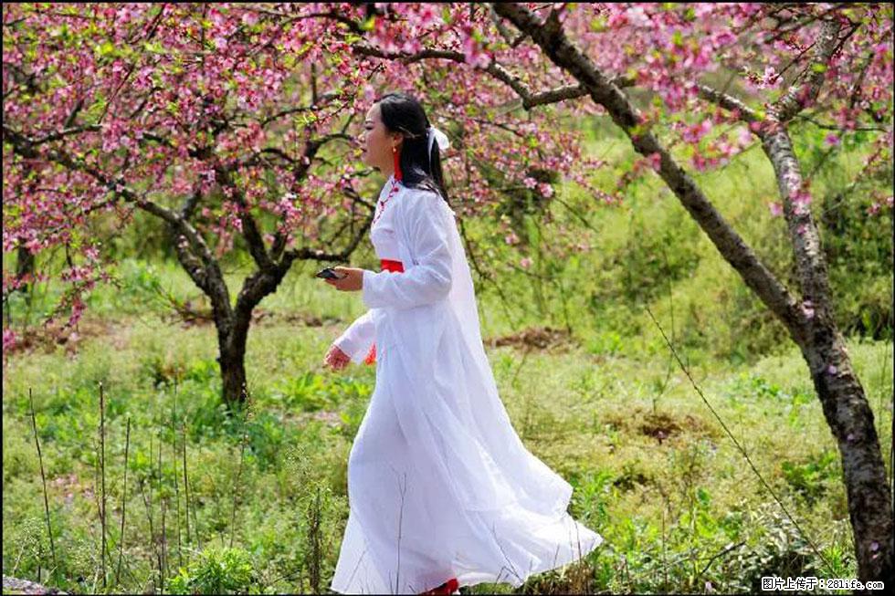 【春天，广西桂林灌阳县向您发出邀请！】官庄村有个醉美的桃花园 - 游山玩水 - 金华生活社区 - 金华28生活网 jh.28life.com