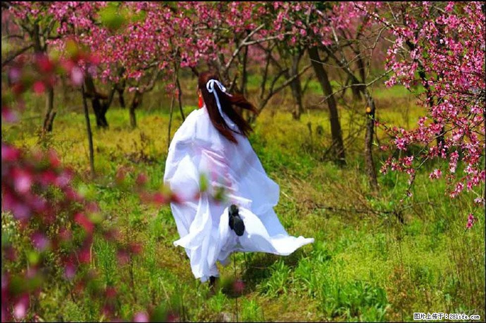 【春天，广西桂林灌阳县向您发出邀请！】官庄村有个醉美的桃花园 - 游山玩水 - 金华生活社区 - 金华28生活网 jh.28life.com