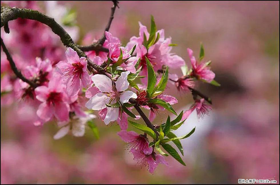 【春天，广西桂林灌阳县向您发出邀请！】官庄村有个醉美的桃花园 - 游山玩水 - 金华生活社区 - 金华28生活网 jh.28life.com