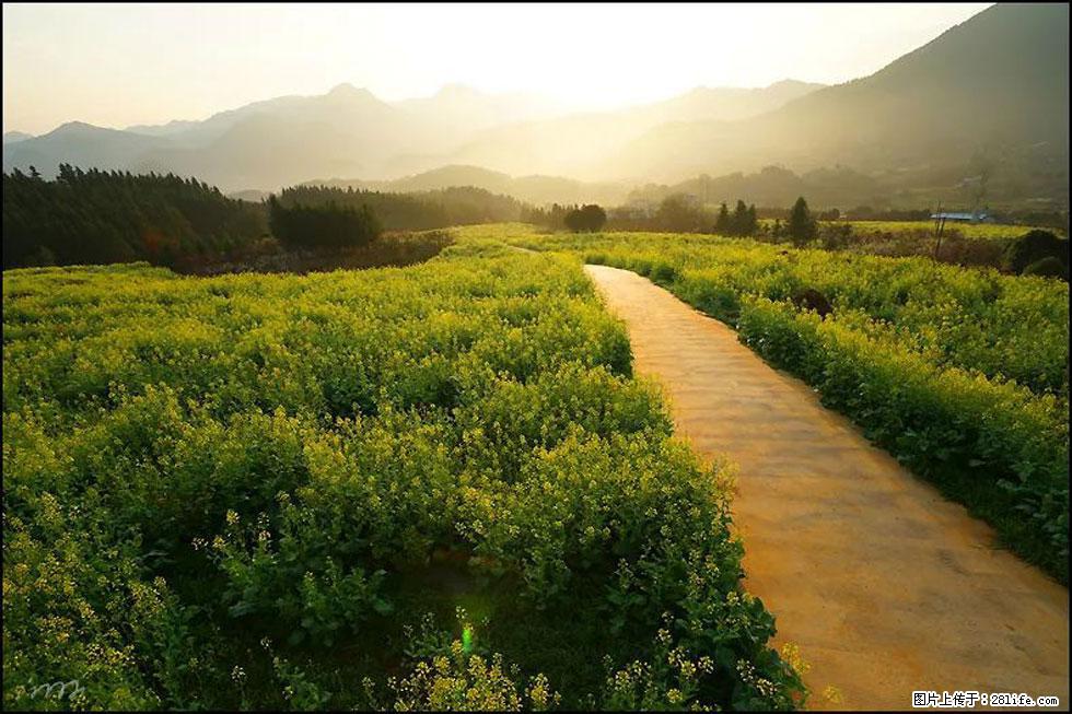 【春天，广西桂林灌阳县向您发出邀请！】长坪村油菜盛情花开 - 游山玩水 - 金华生活社区 - 金华28生活网 jh.28life.com