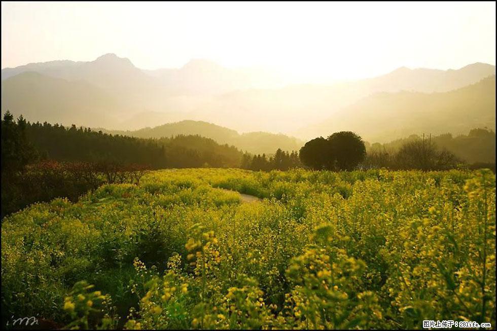 【春天，广西桂林灌阳县向您发出邀请！】长坪村油菜盛情花开 - 游山玩水 - 金华生活社区 - 金华28生活网 jh.28life.com