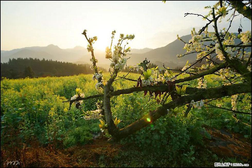 【春天，广西桂林灌阳县向您发出邀请！】长坪村油菜盛情花开 - 游山玩水 - 金华生活社区 - 金华28生活网 jh.28life.com