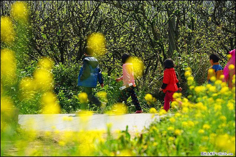 【春天，广西桂林灌阳县向您发出邀请！】长坪村油菜盛情花开 - 游山玩水 - 金华生活社区 - 金华28生活网 jh.28life.com