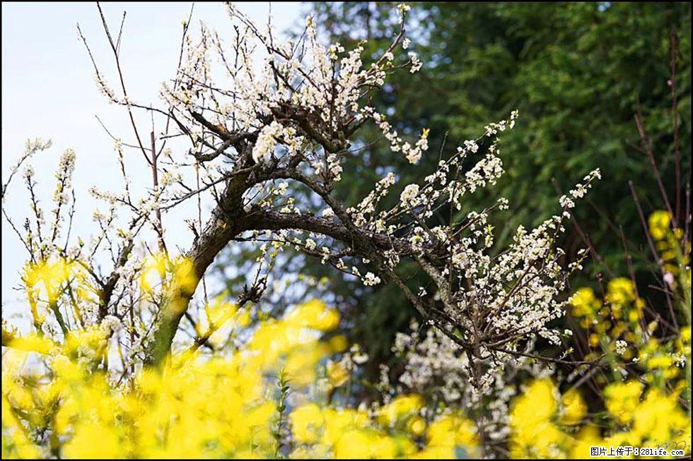 【春天，广西桂林灌阳县向您发出邀请！】长坪村油菜盛情花开 - 游山玩水 - 金华生活社区 - 金华28生活网 jh.28life.com