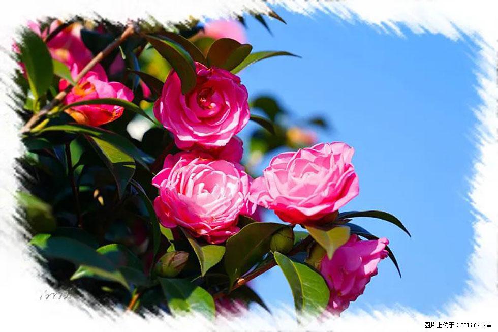 【春天，广西桂林灌阳县向您发出邀请！】杨柳井茶花惹人爱 - 游山玩水 - 金华生活社区 - 金华28生活网 jh.28life.com