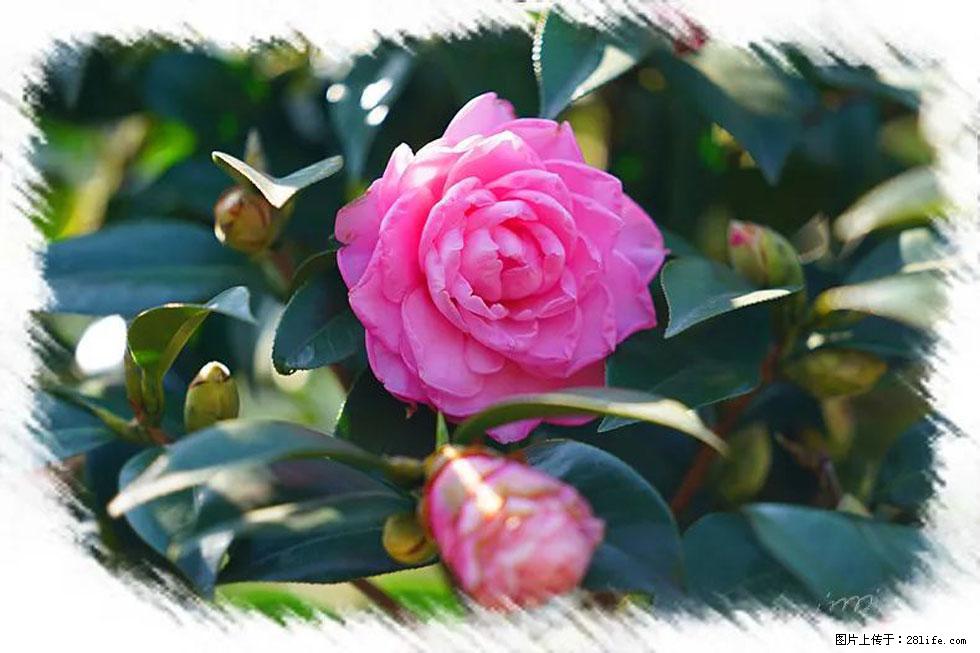 【春天，广西桂林灌阳县向您发出邀请！】杨柳井茶花惹人爱 - 游山玩水 - 金华生活社区 - 金华28生活网 jh.28life.com