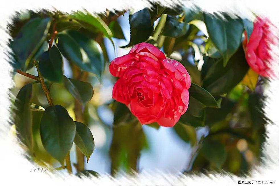 【春天，广西桂林灌阳县向您发出邀请！】杨柳井茶花惹人爱 - 游山玩水 - 金华生活社区 - 金华28生活网 jh.28life.com