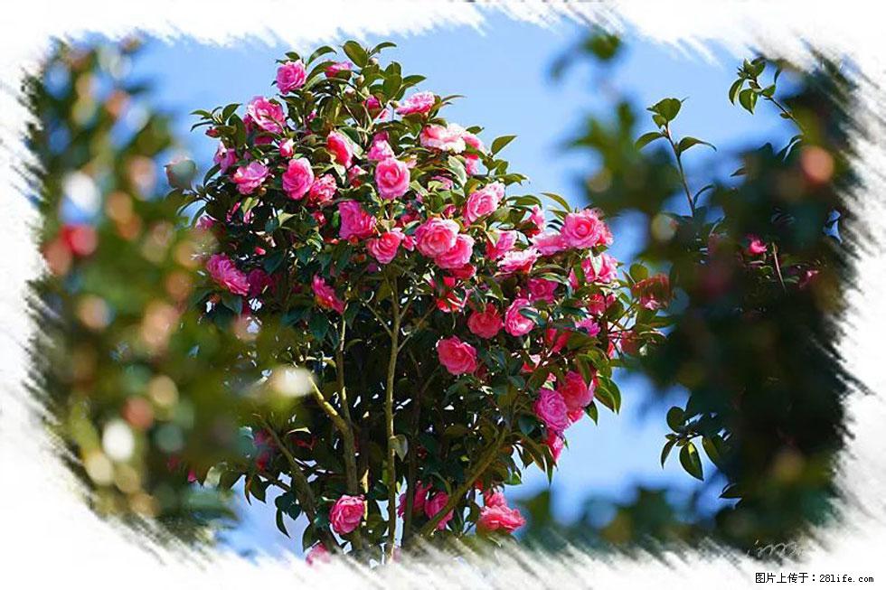 【春天，广西桂林灌阳县向您发出邀请！】杨柳井茶花惹人爱 - 游山玩水 - 金华生活社区 - 金华28生活网 jh.28life.com