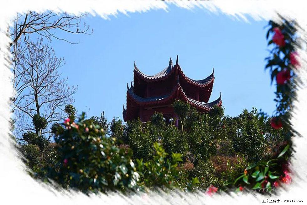 【春天，广西桂林灌阳县向您发出邀请！】杨柳井茶花惹人爱 - 游山玩水 - 金华生活社区 - 金华28生活网 jh.28life.com