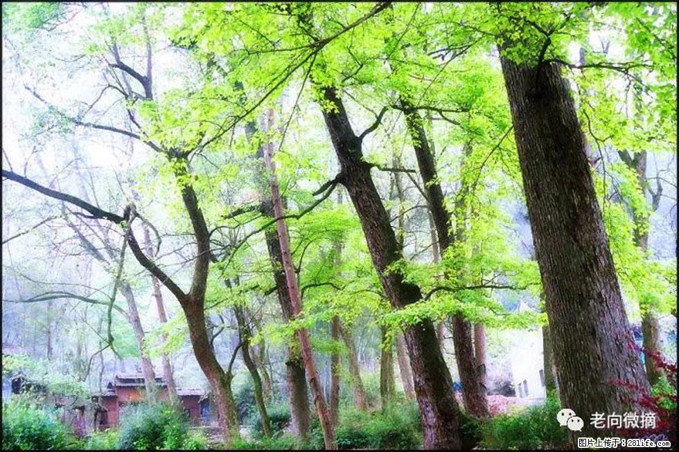 【春天，广西桂林灌阳县向您发出邀请！】在小龙村与春天约会 - 游山玩水 - 金华生活社区 - 金华28生活网 jh.28life.com