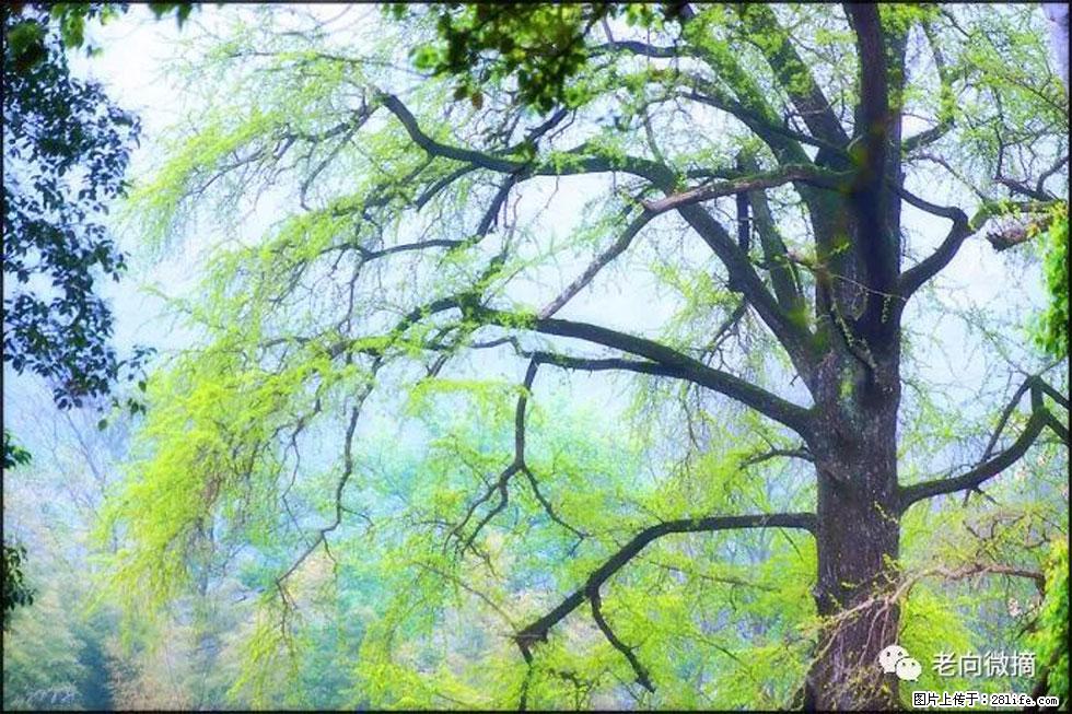 【春天，广西桂林灌阳县向您发出邀请！】在小龙村与春天约会 - 游山玩水 - 金华生活社区 - 金华28生活网 jh.28life.com