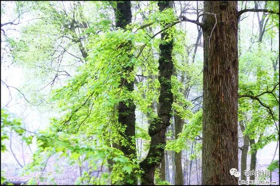 【春天，广西桂林灌阳县向您发出邀请！】在小龙村与春天约会 - 游山玩水 - 金华生活社区 - 金华28生活网 jh.28life.com