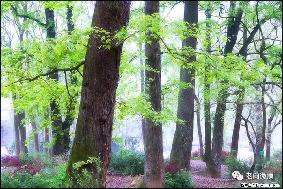 【春天，广西桂林灌阳县向您发出邀请！】在小龙村与春天约会 - 游山玩水 - 金华生活社区 - 金华28生活网 jh.28life.com