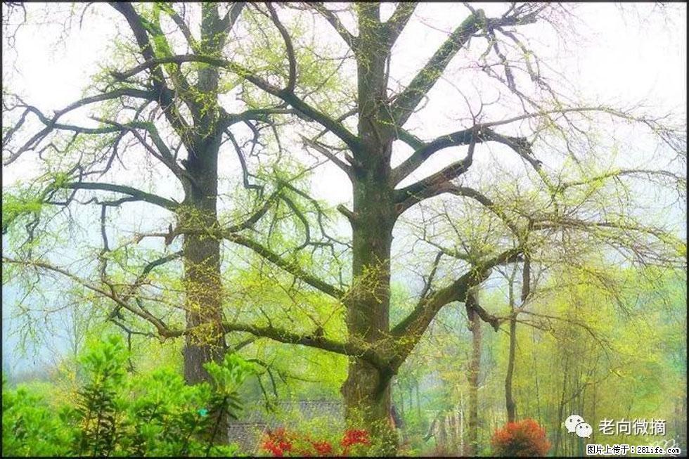 【春天，广西桂林灌阳县向您发出邀请！】在小龙村与春天约会 - 游山玩水 - 金华生活社区 - 金华28生活网 jh.28life.com