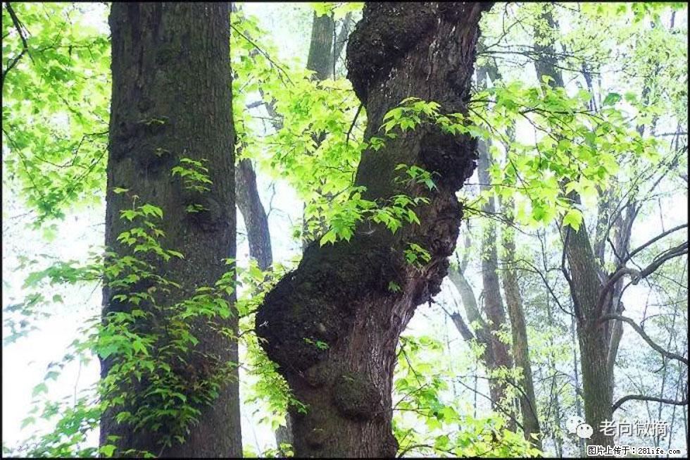 【春天，广西桂林灌阳县向您发出邀请！】在小龙村与春天约会 - 游山玩水 - 金华生活社区 - 金华28生活网 jh.28life.com