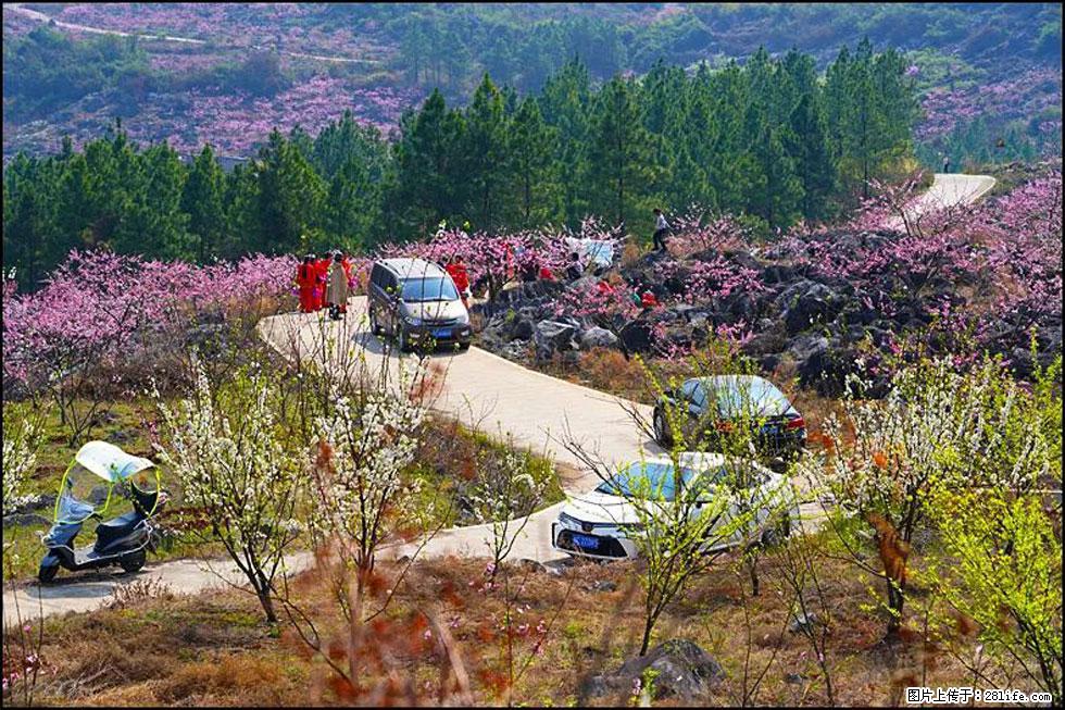 【春天，广西桂林灌阳县向您发出邀请！】望月岭上桃花开 - 游山玩水 - 金华生活社区 - 金华28生活网 jh.28life.com