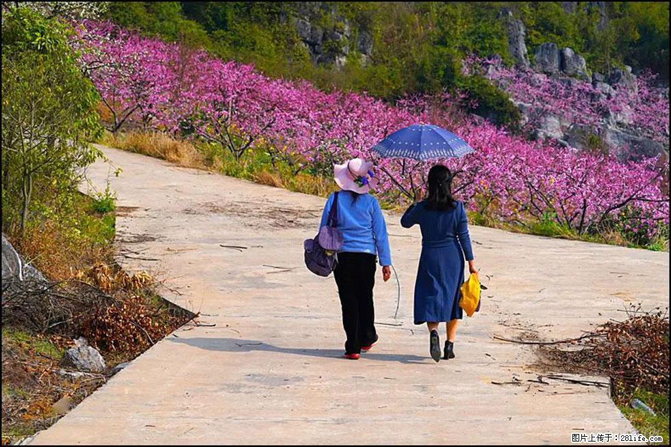 【春天，广西桂林灌阳县向您发出邀请！】望月岭上桃花开 - 游山玩水 - 金华生活社区 - 金华28生活网 jh.28life.com