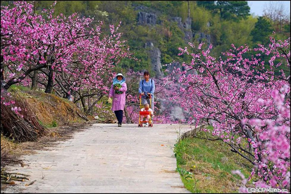 【春天，广西桂林灌阳县向您发出邀请！】望月岭上桃花开 - 游山玩水 - 金华生活社区 - 金华28生活网 jh.28life.com