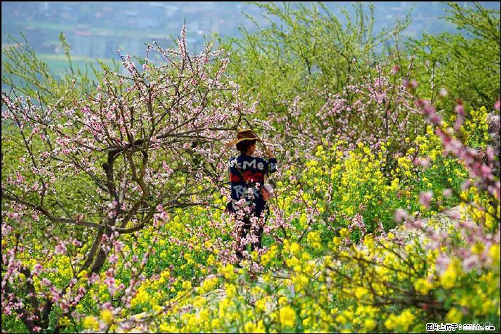 【春天，广西桂林灌阳县向您发出邀请！】望月岭上桃花开 - 游山玩水 - 金华生活社区 - 金华28生活网 jh.28life.com