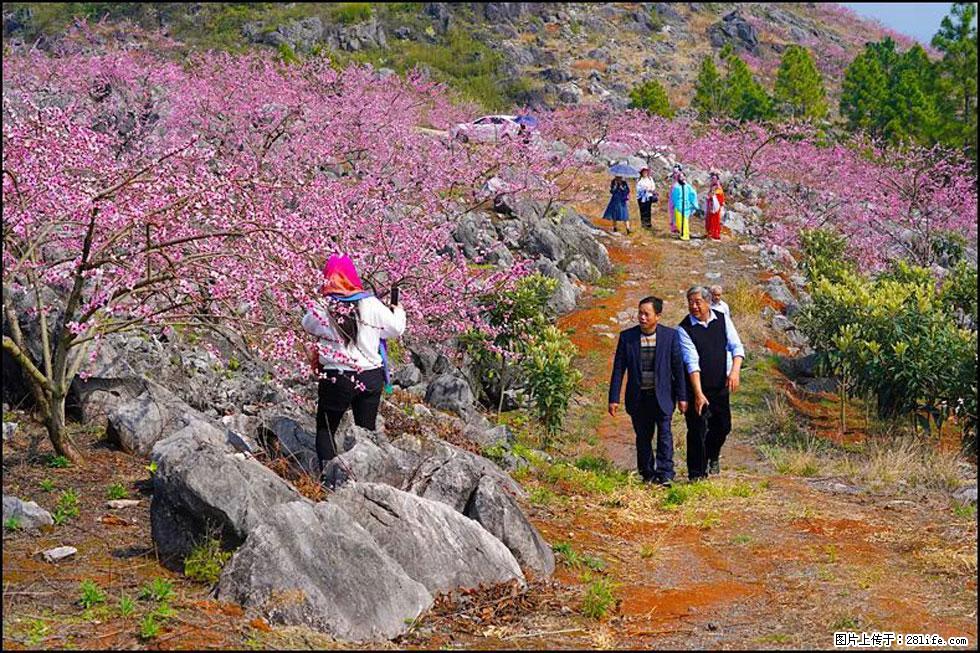 【春天，广西桂林灌阳县向您发出邀请！】望月岭上桃花开 - 游山玩水 - 金华生活社区 - 金华28生活网 jh.28life.com