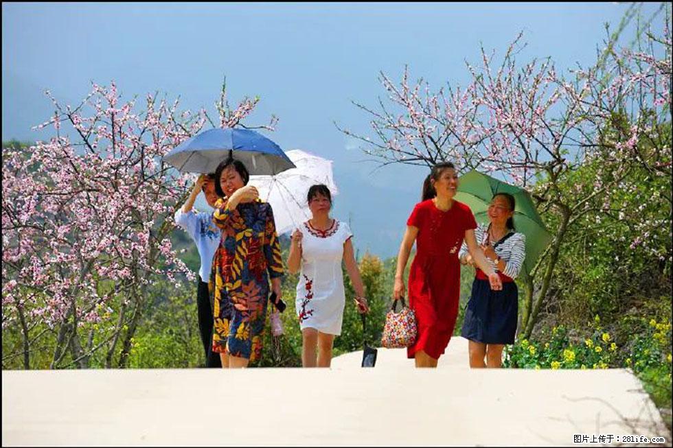 【春天，广西桂林灌阳县向您发出邀请！】望月岭上桃花开 - 游山玩水 - 金华生活社区 - 金华28生活网 jh.28life.com
