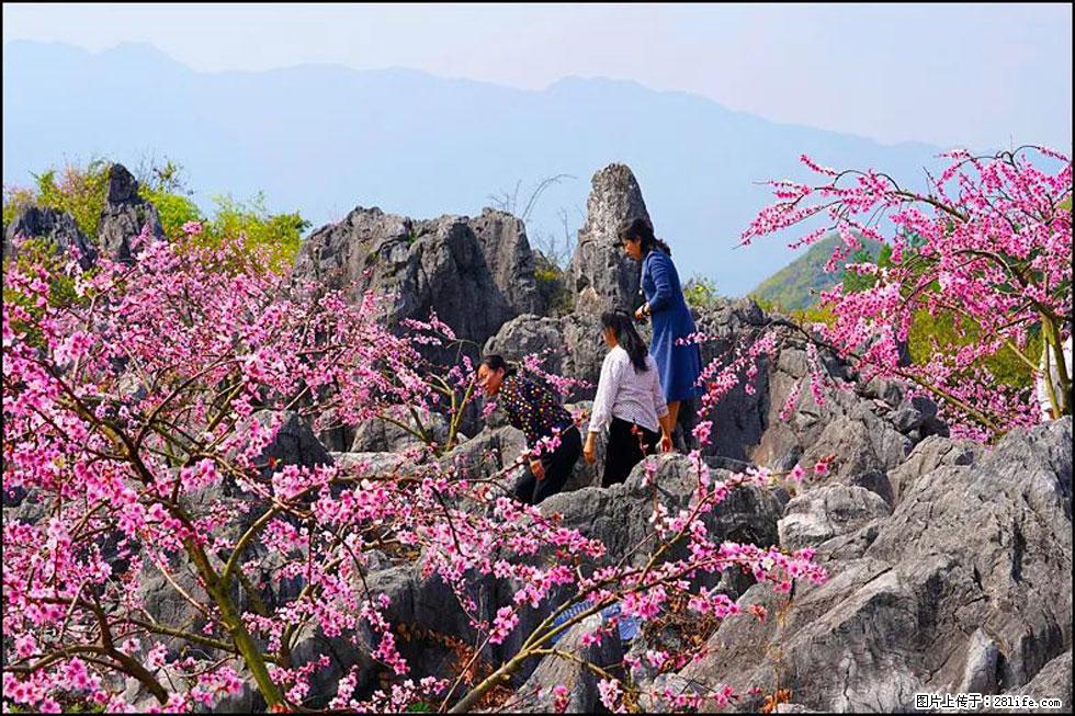 【春天，广西桂林灌阳县向您发出邀请！】望月岭上桃花开 - 游山玩水 - 金华生活社区 - 金华28生活网 jh.28life.com