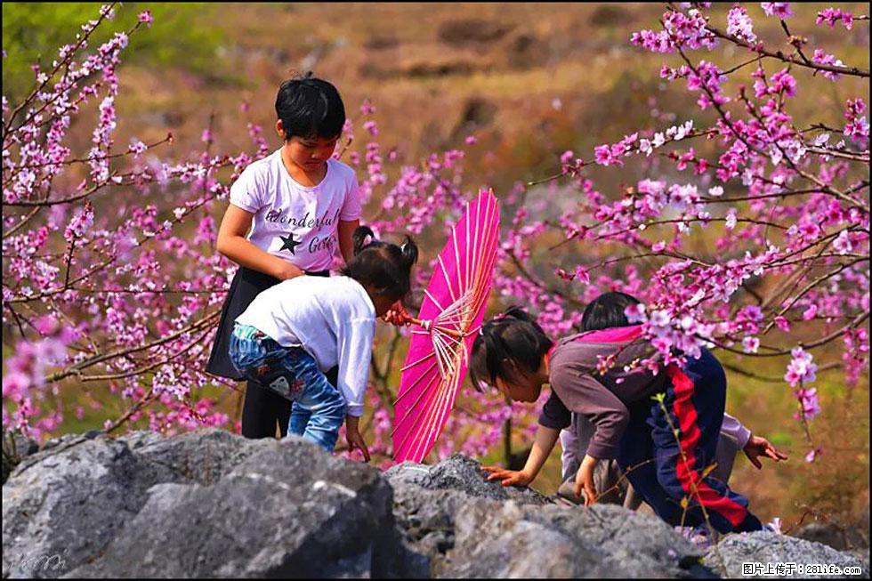 【春天，广西桂林灌阳县向您发出邀请！】望月岭上桃花开 - 游山玩水 - 金华生活社区 - 金华28生活网 jh.28life.com