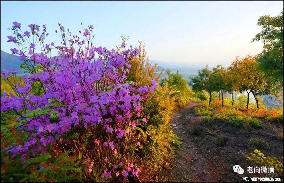 【春天，广西桂林灌阳县向您发出邀请！】登麒麟山，相约映山红 - 游山玩水 - 金华生活社区 - 金华28生活网 jh.28life.com