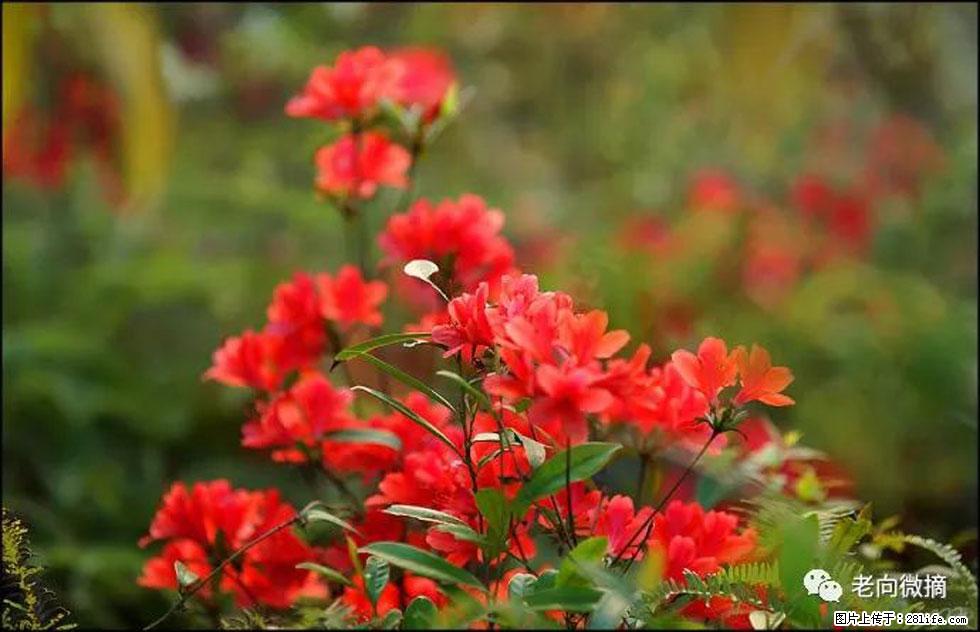 【春天，广西桂林灌阳县向您发出邀请！】登麒麟山，相约映山红 - 游山玩水 - 金华生活社区 - 金华28生活网 jh.28life.com