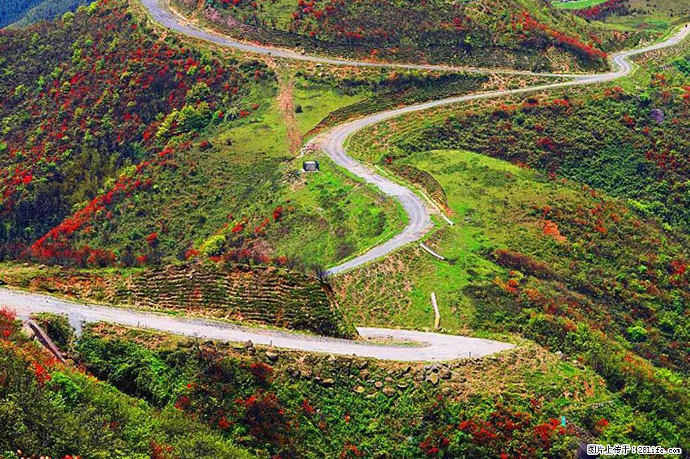 【春天，广西桂林灌阳县向您发出邀请！】春木界上映山红 - 游山玩水 - 金华生活社区 - 金华28生活网 jh.28life.com