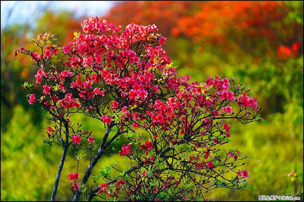 【春天，广西桂林灌阳县向您发出邀请！】春木界上映山红 - 游山玩水 - 金华生活社区 - 金华28生活网 jh.28life.com