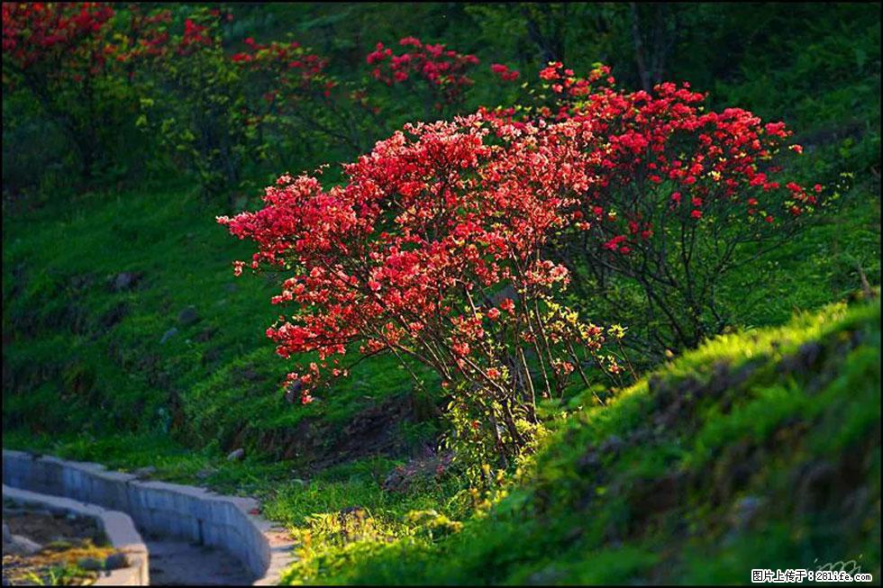 【春天，广西桂林灌阳县向您发出邀请！】春木界上映山红 - 游山玩水 - 金华生活社区 - 金华28生活网 jh.28life.com