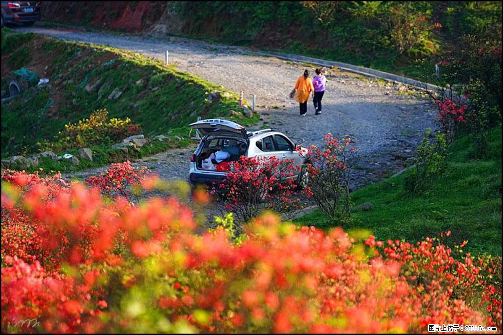 【春天，广西桂林灌阳县向您发出邀请！】春木界上映山红 - 游山玩水 - 金华生活社区 - 金华28生活网 jh.28life.com